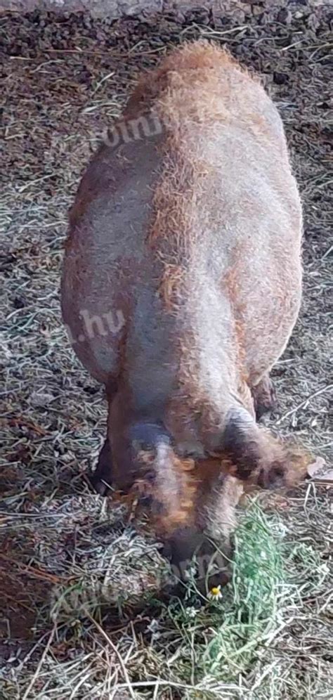 Eladó mangalica